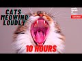 Cats Meowing Loudly 10 Hours Compilation