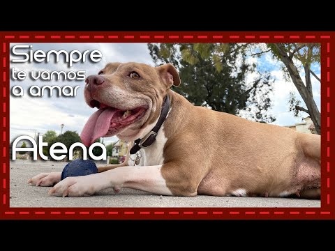 Siempre te vamos a recordar y amar, Atena