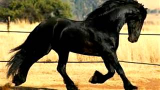 se murió mi amigo bronco