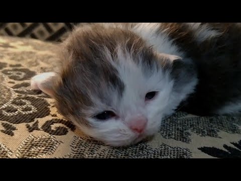 Newborn Kittens Have Finally Started Opening Their Eyes one by 1