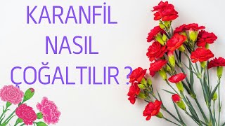 Karanfil Çelik ile Nasıl Çoğaltılır ? ( DALINDAN KARANFİL ÇOĞALTMA )