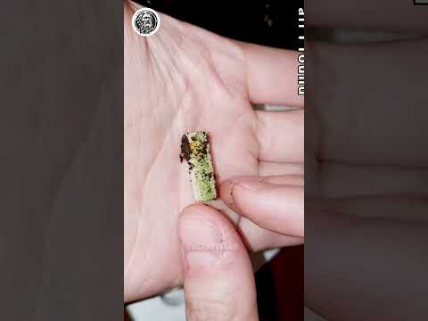 1 year Timelapse of Cigarette in Soil#science #sciencefacts #facts #reels #short #viral