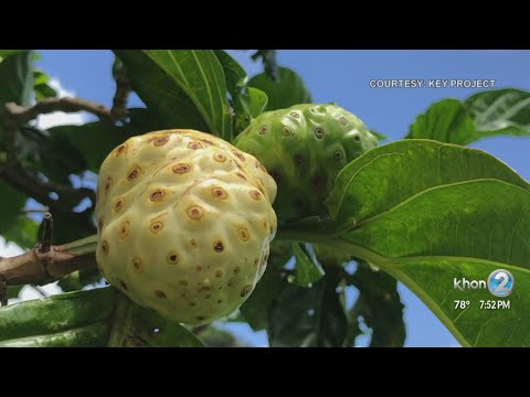 Noni known for health benefits