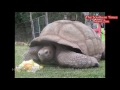 World S Oldest Galapagos Tortoise In Zimbabwe