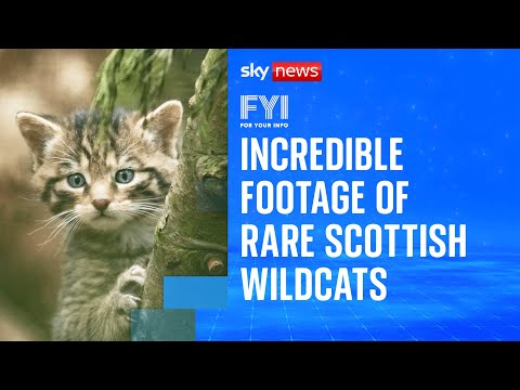 Rare footage of critically endangered Scottish wildcat kittens | FYI - YouTube