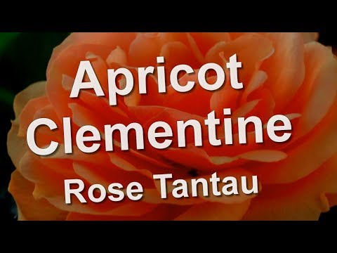 download lagu mp3 mp4 Ingrid Bergman Height Size, download lagu Ingrid Bergman Height Size gratis, unduh video klip Ingrid Bergman Height Size