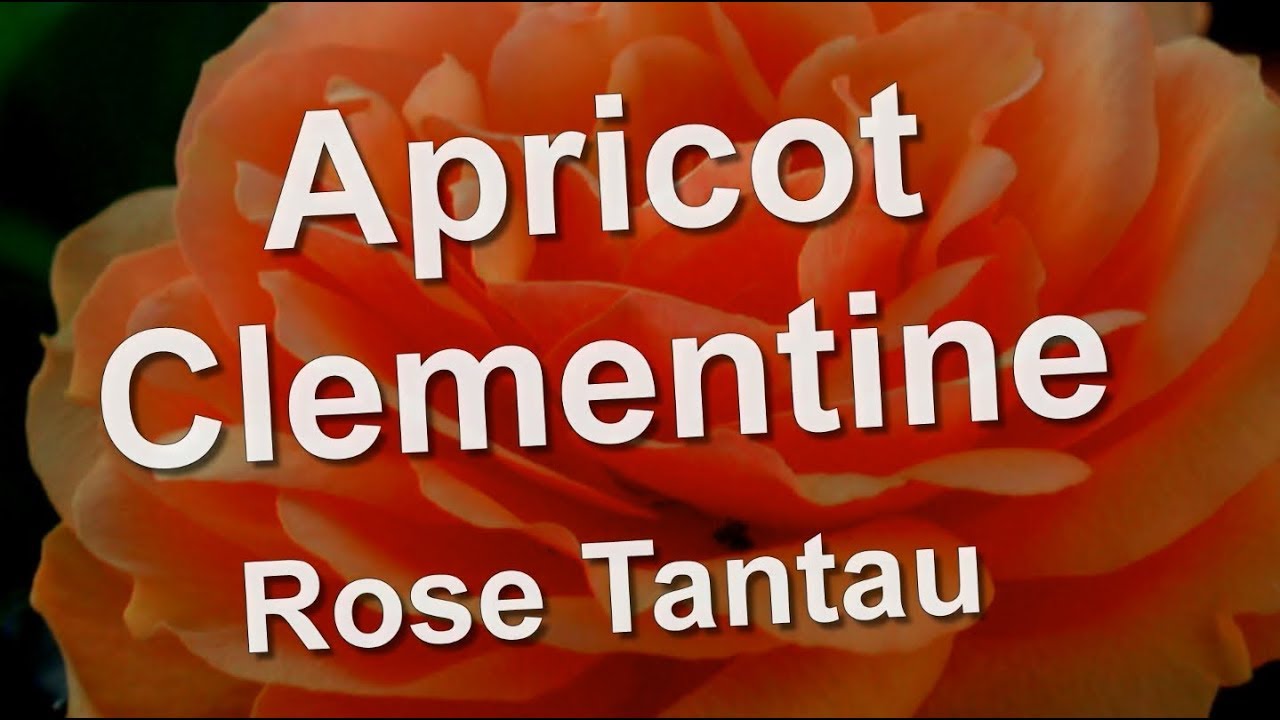 Apricot Clementine Rose Tantau