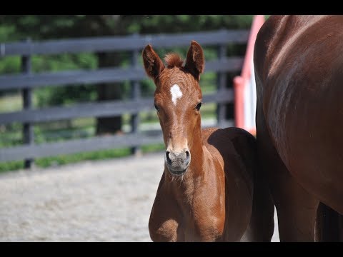 2019 Don Nobless/Widmark/Fidertanz Filly