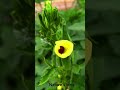 Okra Blooming Beauty Nature Explore Shorts Viralvideo