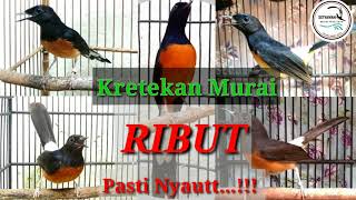 Download lagu suara ketrekan murai batu emosi mp3 Download lagu suara ketrekan murai batu emosi mp3
