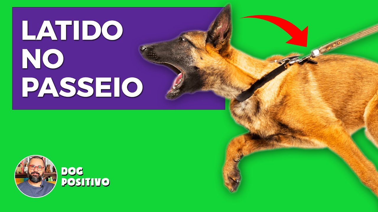 CÃES QUE LATEM NO PASSEIO: COMO RESOLVER