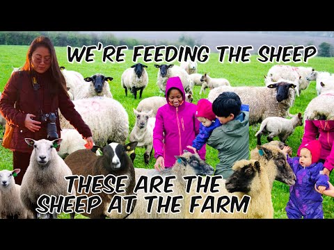 OUR FARMING LIFE IN NORWAY:FEEDING THE SHEEP⎮FINALLY UUWI KAMI⎮FILIPINA LIFE IN NORWAY⎮Ginessa Nessy