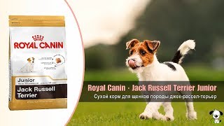 Royal Canin Puppy Jack Russell Terrier - відео 1