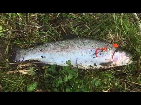 Markus Kalassa - Jokikalastus 2021 Kesän ensimmäinen kirjolohi