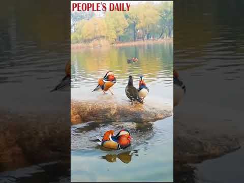 , title : 'Mandarin ducks swim freely in the lake of Yuyuantan Park in Beijing'