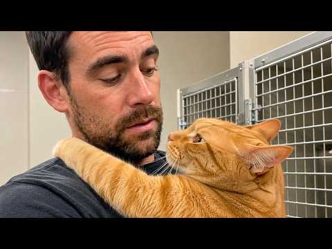 The Shelter Cat Chose the “Wrong” Visitor… Until I Understood Why
