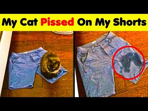 Animals Doing Stupid Things..