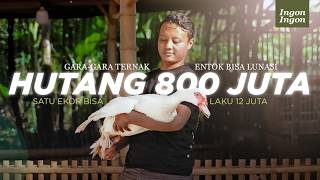 Download lagu Cara Sederhana Ternak Entok Jumbo Tanpa Bau, Hasilnya Bisa Untuk Melunasi Hutang mp3