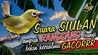 Download lagu suara siulan ampuh rangsang Kecial kuning bunyi gacor mp3 Download lagu suara siulan ampuh rangsang Kecial kuning bunyi gacor mp3