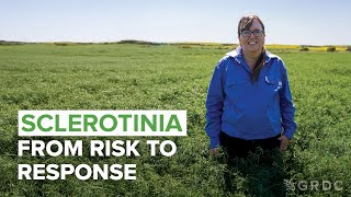 From risk to response: Managing sclerotinia in lupin in WA