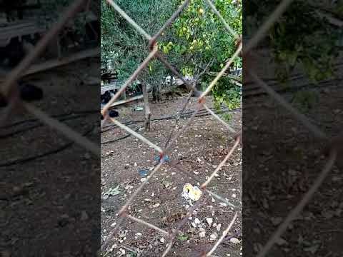 La volpe prova a mangiare le galline