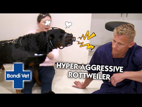 YouTube video about: How to get an aggressive dog to the vet?