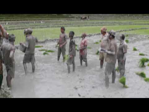 Bethi ropai @thulibesi 2074