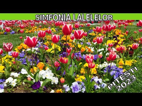 Simfonia Lalelelor: O poveste colorată despre frumusețea florilor | Pitești 2023