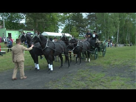 Den koní měl u diváků ohlas