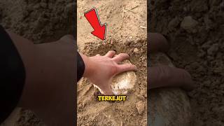 Download lagu Surprised that it turns out to be a very rare mushroom‼️#shorts mp3