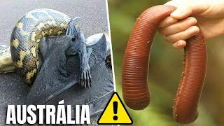 12 ABSURDOS NATURAIS Que Só Acontecem na AUSTRÁLIA - Porque é Tão PERIGOSA e DIFERENTE?