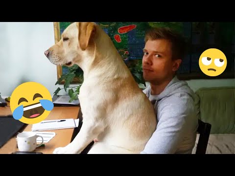 I'm 101% SURE that you will LAUGH EXTREMELY HARD- Funny Dog 2025 #206