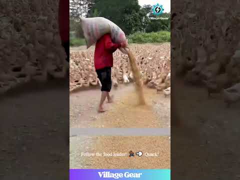 The DUCK LORD has Arrived! 👑Feeding His Quacking Army! #ducks #funnyanimals #farminglife #omg #epic