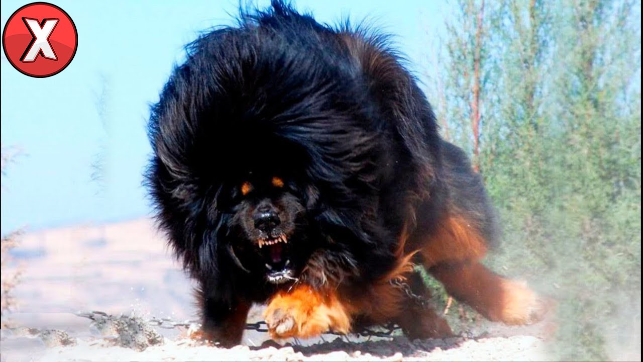 Família Compra Cão, ao Vê-lo Veterinário Chama a Polícia