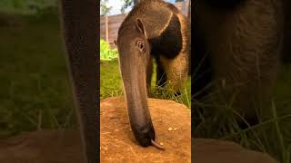 Download lagu Antbear #antbear #extinct #venom #jungle #bangla #bangladocumentary #bd #viralbd #facts #banglakids mp3