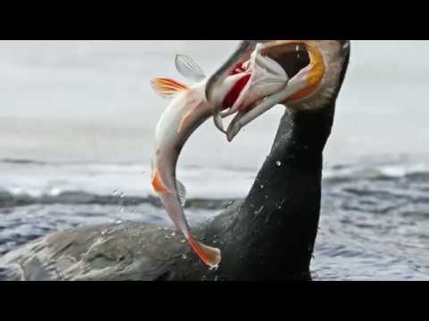 Kormorane am Murtensee 4.10.2014