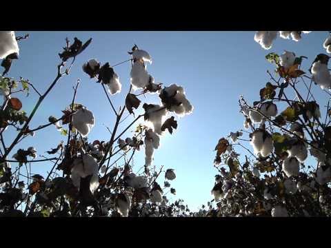 Tráiler de Voices of the Lumbee