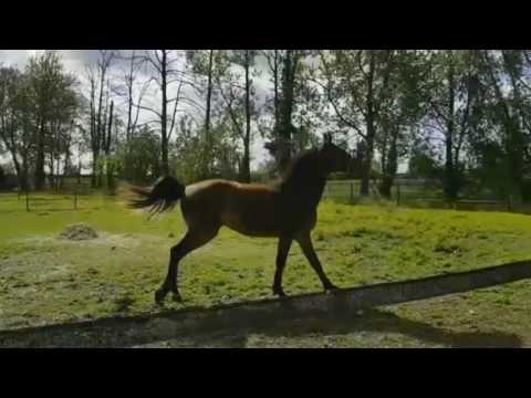 H-VERDELLA  J - 2015 - Q- VERDI x Cento x Joost x Cor de la  Bryere x Colt