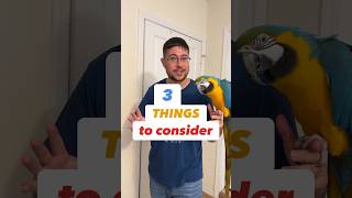 3 Things to Consider Before Getting Into Parrot Keeping #bird #animals