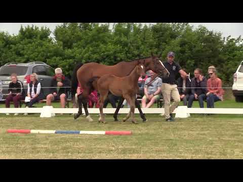 Holsteiner Fohlenschau Föhr 2022 | SF | Uriko x Acrobat II x Cassini I | St. 730B | B. Fritsch