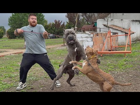 ¡La pitbull Reina se enfrenta al cane corso de Carlos!