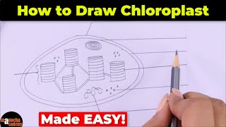 How to Draw Chloroplast Diagram Easily
