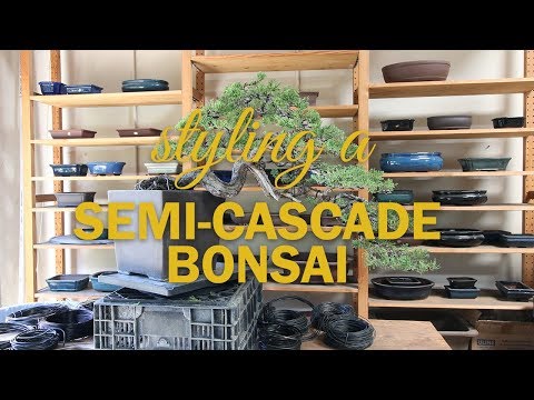 Semi Cascade Bonsai Styling Timelapse
