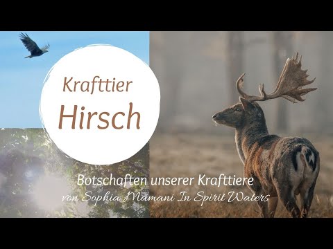 Krafttier Hirsch 🌎 Botschaften unserer Krafttiere von Sophia Mamani In Spirit Waters