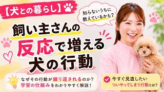 【犬との暮らし】飼い主さんの反応で増える犬の行動！犬のしつけエマチャンネル【犬のしつけ＠横浜】