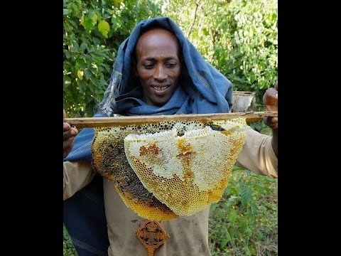People and Bees in Ethiopia