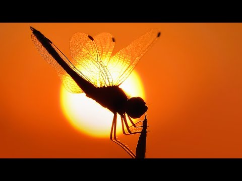 malariya ' s parasite life cycle !!!!!!!