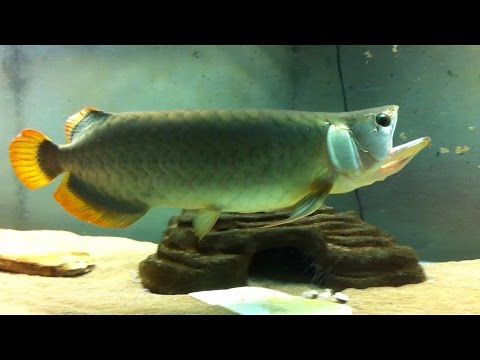 Asian Arowana Lifestory compilation 2008-2016