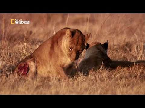 Afrikas cleverste Jäger  Erbitterter Wettkampf DOKU DEUTSCH