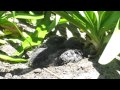 Baby Bird San Francisco California